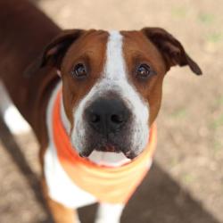 Shelter Stray Male Dog last seen Near BLOCK BEXAR DR, 4710 TX-151, San Antonio, TX 78227, USA