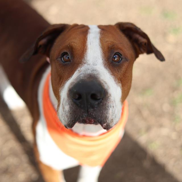 Shelter Stray Male Dog last seen Near BLOCK BEXAR DR, 4710 TX-151, San Antonio, TX 78227, USA