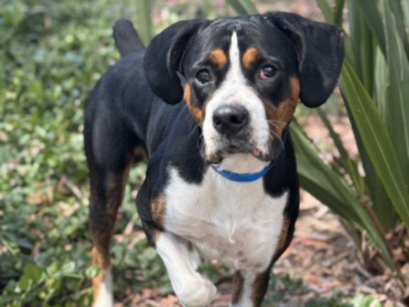 Shelter Stray Male Dog last seen , 957 N Gaffey St, San Pedro, CA 90731, USA