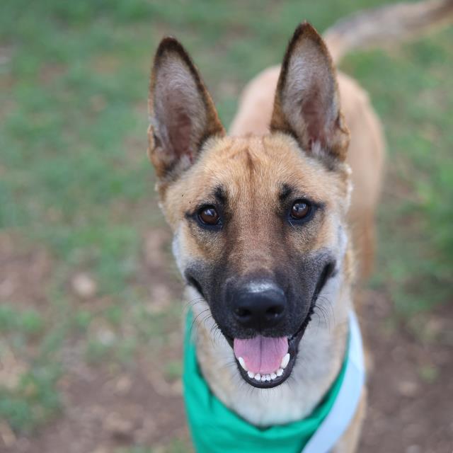 Shelter Stray Female Dog last seen Near BLOCK OF CHERRY ST, 4710 TX-151, San Antonio, TX 78227, USA