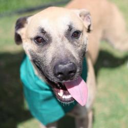 Shelter Stray Male Dog last seen Near BLOCK MLK DR, 4710 TX-151, San Antonio, TX 78227, USA