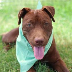 Shelter Stray Female Dog last seen Near BLOCK MLK DR, 4710 TX-151, San Antonio, TX 78227, USA