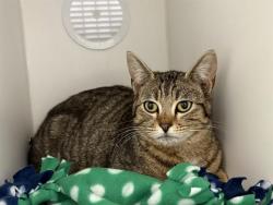 Shelter Stray Female Cat last seen Near BLOCK 3RD AVE S, KENT WA 98032, 21615 64th Ave S, Kent, WA 98032, USA