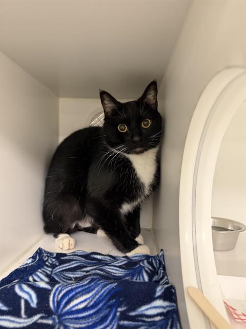 Shelter Stray Male Cat last seen Near BLOCK SE 180TH PL, RENTON WA 98058, 21615 64th Ave S, Kent, WA 98032, USA