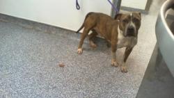 Shelter Stray Male Dog last seen CHARLOTTE, 8315 Byrum Dr, Charlotte, NC 28217, USA