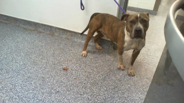 Shelter Stray Male Dog last seen CHARLOTTE, 8315 Byrum Dr, Charlotte, NC 28217, USA