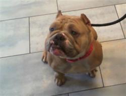 Shelter Stray Female Dog last seen CHARLOTTE, 8315 Byrum Dr, Charlotte, NC 28217, USA