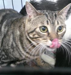 Shelter Stray Male Cat last seen Near BLOCK SW 15TH STREET, 2811 SE 29th St, Oklahoma City, OK 73129, USA