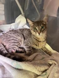 Shelter Stray Male Cat last seen CHARLOTTE, 8315 Byrum Dr, Charlotte, NC 28217, USA