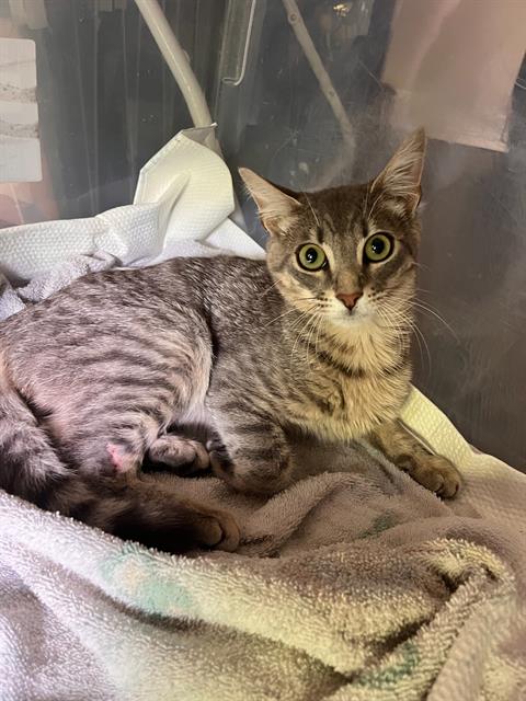 Shelter Stray Male Cat last seen CHARLOTTE, 8315 Byrum Dr, Charlotte, NC 28217, USA