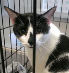 Shelter Stray Unknown Cat last seen Near BLOCK SW 15TH STREET, 2811 SE 29th St, Oklahoma City, OK 73129, USA