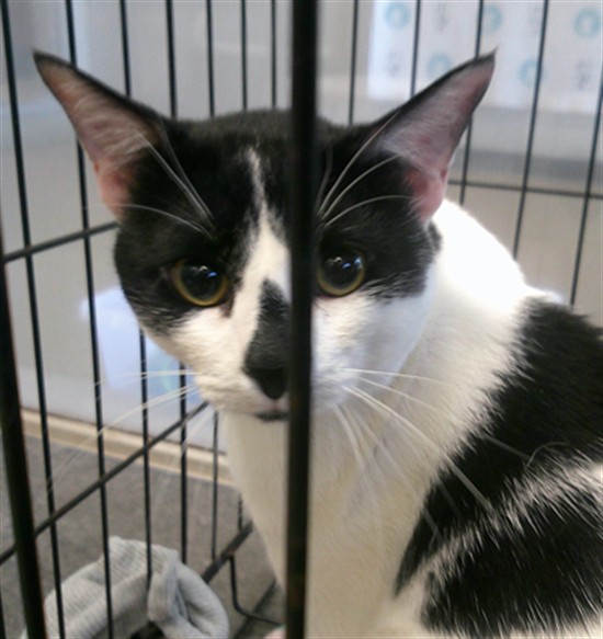 Shelter Stray Unknown Cat last seen Near BLOCK SW 15TH STREET, 2811 SE 29th St, Oklahoma City, OK 73129, USA