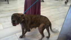 Shelter Stray Female Dog last seen CHARLOTTE, 8315 Byrum Dr, Charlotte, NC 28217, USA