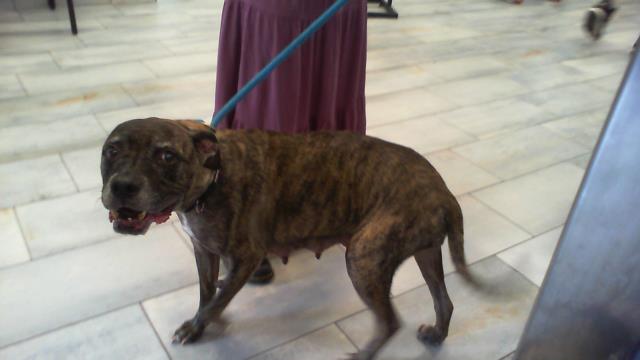 Shelter Stray Female Dog last seen CHARLOTTE, 8315 Byrum Dr, Charlotte, NC 28217, USA