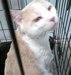 Shelter Stray Unknown Cat last seen Near BLOCK SW 15TH STREET, 2811 SE 29th St, Oklahoma City, OK 73129, USA