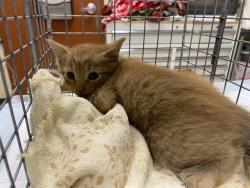 Shelter Stray Male Cat last seen Near BLOCK W HAMPTON AVE, 3839 W Burnham St, West Milwaukee, WI 53215, USA