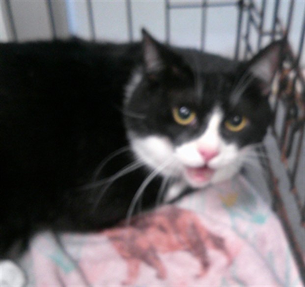 Shelter Stray Unknown Cat last seen Near BLOCK SW 15TH STREET, 2811 SE 29th St, Oklahoma City, OK 73129, USA