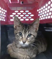 Shelter Stray Unknown Cat last seen Near BLOCK S I-35 SERVICE RD, 2811 SE 29th St, Oklahoma City, OK 73129, USA