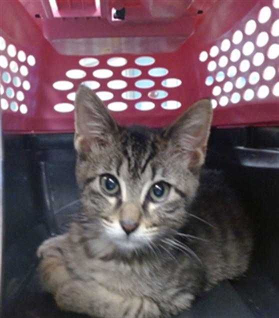 Shelter Stray Unknown Cat last seen Near BLOCK S I-35 SERVICE RD, 2811 SE 29th St, Oklahoma City, OK 73129, USA