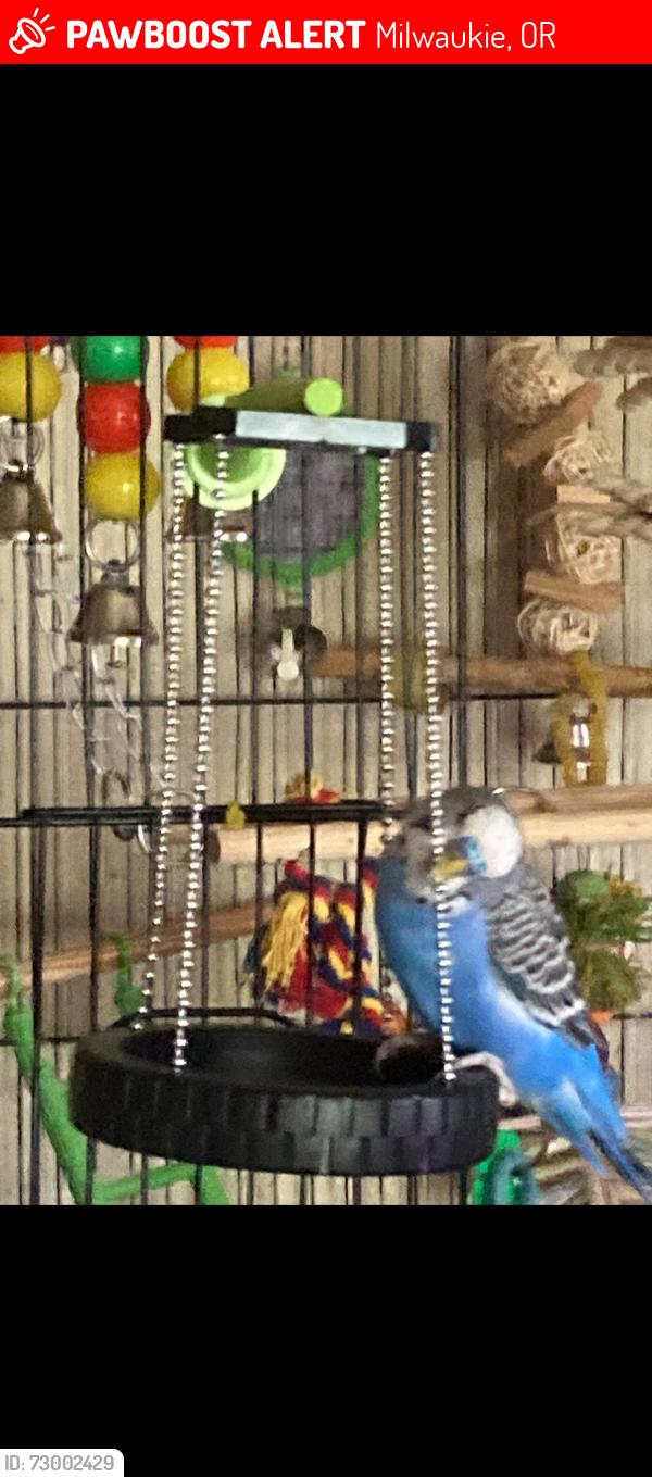 Lost Male Bird last seen SE Bell Ave. and SE Hale St., Milwaukie, OR 97222