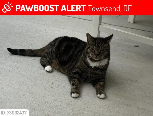 Lost Male Cat last seen Near blackbird landing road , Townsend, DE 19734