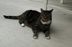 Lost Male Cat last seen Near blackbird landing road , Townsend, DE 19734