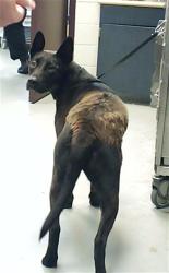 Shelter Stray Male Dog last seen Near BUTLER NURSERY RD, FAYETTEVILLE NC 28306, 4704 Corporation Dr, Fayetteville, NC 28306, USA