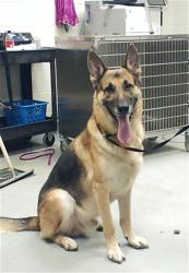 Shelter Stray Male Dog last seen Near GEORGETOWN CIR, FAYETTEVILLE NC 28314, 4704 Corporation Dr, Fayetteville, NC 28306, USA