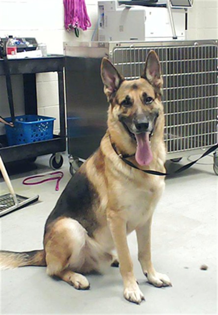 Shelter Stray Male Dog last seen Near GEORGETOWN CIR, FAYETTEVILLE NC 28314, 4704 Corporation Dr, Fayetteville, NC 28306, USA