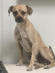 Shelter Stray Male Dog last seen Near BLOCK VINEYARD ST, BAKERSFIELD CA 93307, 3951 Fruitvale Ave, Bakersfield, CA 93308, USA