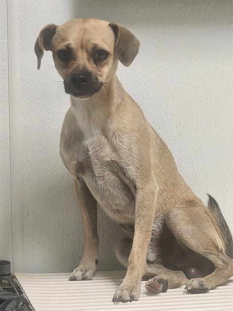 Shelter Stray Male Dog last seen Near BLOCK VINEYARD ST, BAKERSFIELD CA 93307, 3951 Fruitvale Ave, Bakersfield, CA 93308, USA