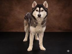 Shelter Stray Male Dog last seen , 1850 W 60th St, Los Angeles, CA 90047, USA