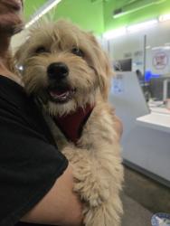 Shelter Stray Male Dog last seen , 1850 W 60th St, Los Angeles, CA 90047, USA