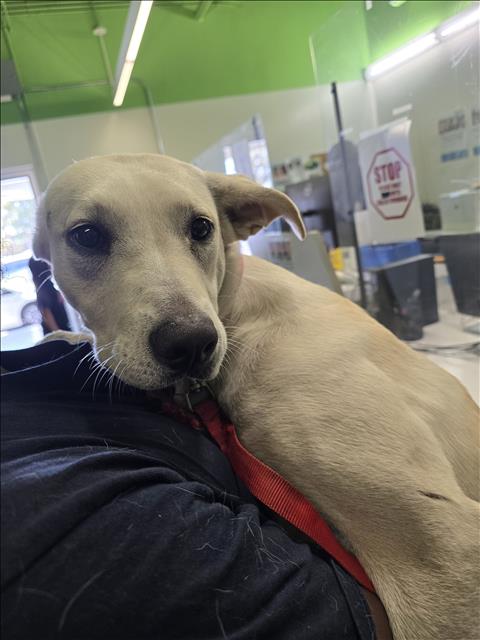 Shelter Stray Female Dog last seen , 1850 W 60th St, Los Angeles, CA 90047, USA