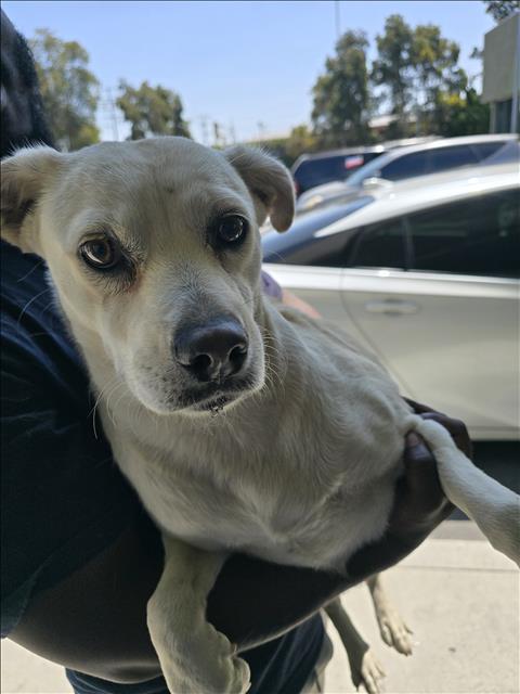 Shelter Stray Female Dog last seen , 1850 W 60th St, Los Angeles, CA 90047, USA