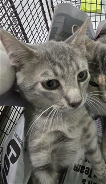 Shelter Stray Male Cat last seen , 1850 W 60th St, Los Angeles, CA 90047, USA