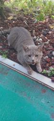Reunited Male Cat last seen Sw 25th and 35th lane, Cape Coral, FL 33914