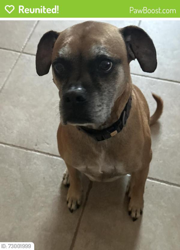 Reunited Male Dog last seen Glen arbor, Encinitas, CA 92024