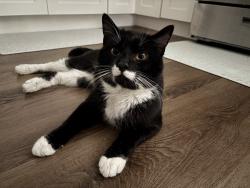 Lost Male Cat last seen Near keswick lane , Concord, CA 94518