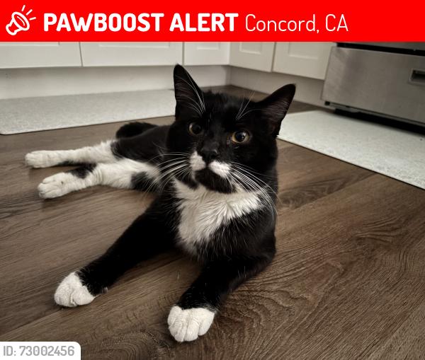 Lost Male Cat last seen Near keswick lane , Concord, CA 94518