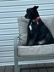 Reunited Female Dog last seen Moyer and Cressman rd , Lower Salford Township, PA 19438