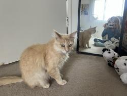 Lost Male Cat last seen Mesa Dr, Oceanside, CA 92054