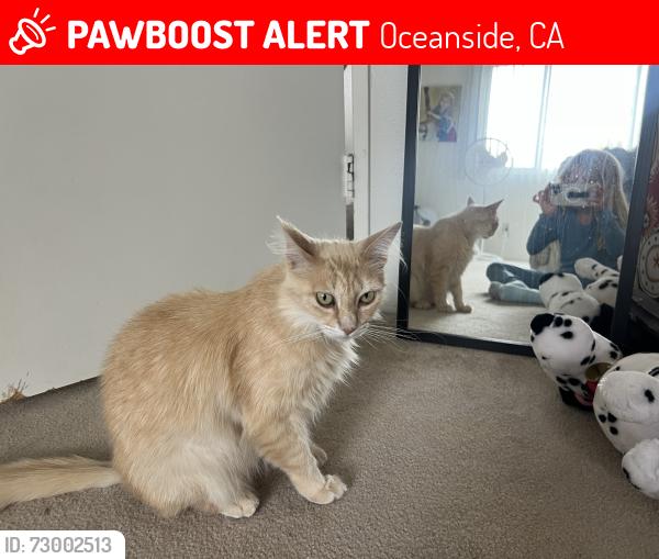 Lost Male Cat last seen Mesa Dr, Oceanside, CA 92054