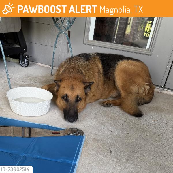 Found/Stray Male Dog last seen Magnolia Reserve, Magnolia, TX 77353