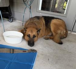 Found/Stray Male Dog last seen Magnolia Reserve, Magnolia, TX 77353