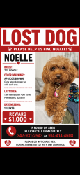 Lost Female Dog last seen Near Rowe ST Camden NJ, Camden, NJ 08105