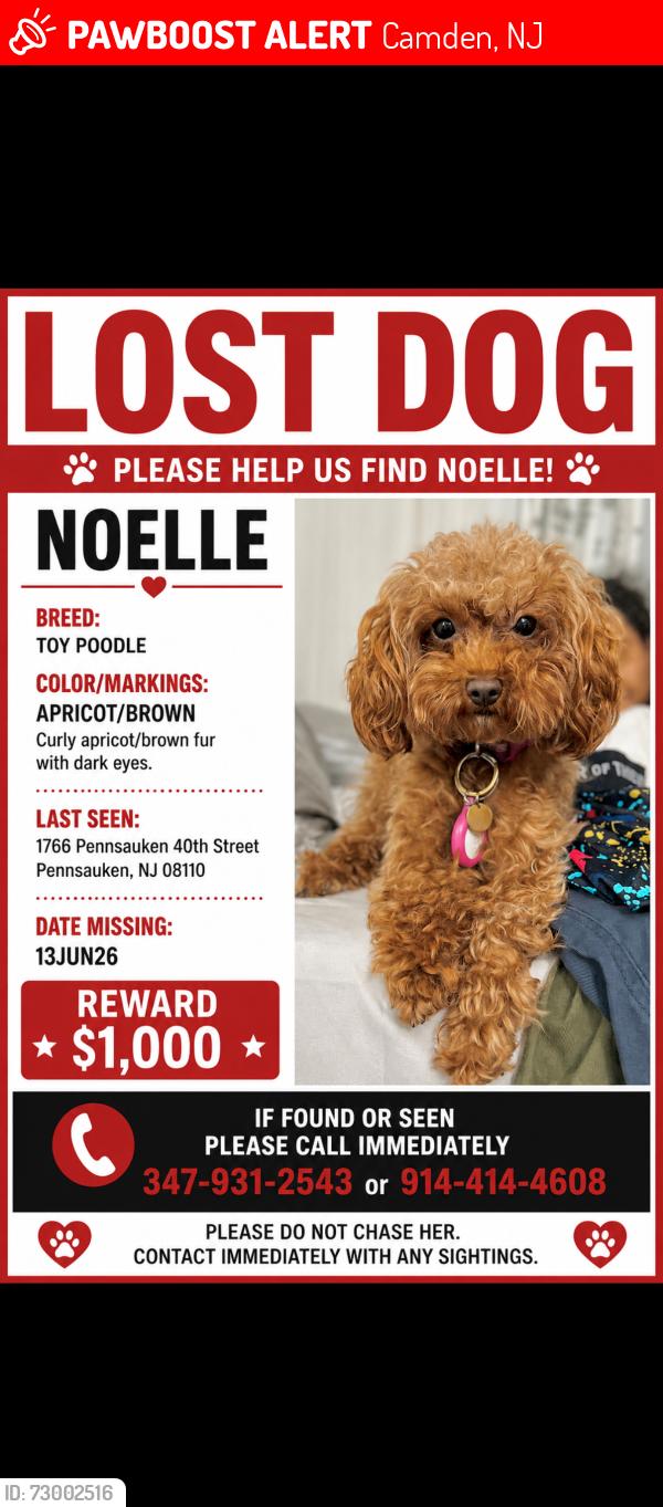 Lost Female Dog last seen Near Rowe ST Camden NJ, Camden, NJ 08105