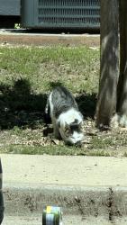 Found/Stray Female Cat last seen the lodge of athens complex, Athens, GA 30601