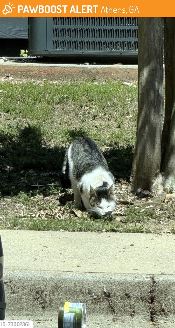 Found/Stray Female Cat last seen the lodge of athens complex, Athens, GA 30601