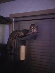 Lost Male Cat last seen Near back valley rd Blackwater va, Blackwater, VA 24221